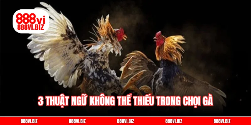 3 thuật ngữ không thể thiếu trong chọi gà
